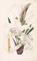 Cymbidium eburneum